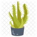 Aloe vera  Icon