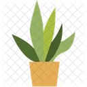 Aloe Vera Pflanze  Symbol