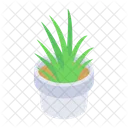 Aloe Vera Pflanze  Symbol