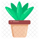 Aloe Vera Pflanze  Symbol