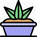 Aloe Vera Pflanze  Symbol