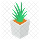 Aloe Vera Pflanze Naturliche Pflanze Bio Pflanze Icon
