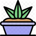 Aloe Vera Plant  Icône