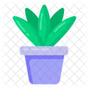 Aloe Vera Plant  Icon
