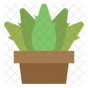 Plant Pot Aloe Icon