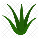 Plant Herbal Aloe Icon
