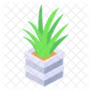 Aloevera Plant Icon