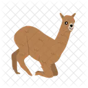Alpaca Llama Mammal Icono