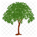 Alstonia Scholaris Wild Tree Shrub Icon
