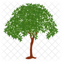 Alstonia Scholaris Icon