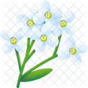 Alyssum Cta Nature Icon