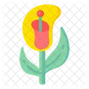 Calla amarela  Icon