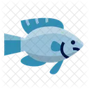 Ambon  Icon