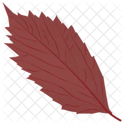 American Hornbeam  Icon