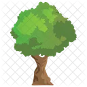 American Hornbeam Tree  Icon