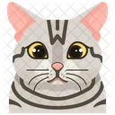 American Shorthair  Icon