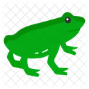 Amphibian Diversity Frog Life Cycle Pond Ecosystems Icon