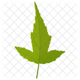 Amur Maple Icon