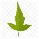 Amur Maple Maple Leaf Leaf Icon