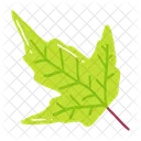 Leaf Ash Leaf Beech Leaf Icon