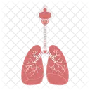 Lungs Respiratory Anatomy Icon