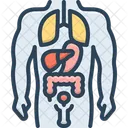 Anatomy Morphology Medical Icon