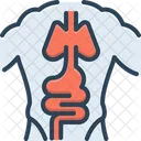 Anatomy Body Corporality Icon