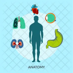 Anatomy  Icon