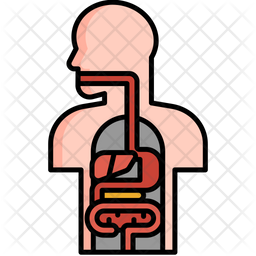 Anatomy Icon - Download in Colored Outline Style