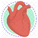 Anatomy  Icon
