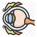 Anatomy Of The Human Eye Human Eye Anatomy Anatomy Icon