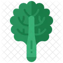 Grunkohl Gemuse Lockig Symbol