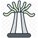 Anemone  Symbol