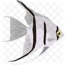 Angelfish  Icône