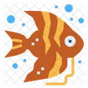 Angelfish  Icon