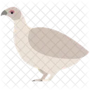Animal Wild Animal Nature Icon