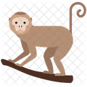 Animal Wild Animal Nature Icon