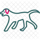 Animal  Icon