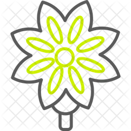 Anise  Icon