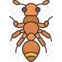 Ant Mimicry Spiders Icon