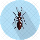 Ant  Icon
