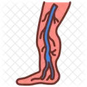 Anterior tibial vein  Icon