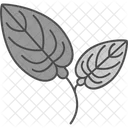 Anthurium Flower Natural Icône
