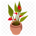 Anthurium Houseplant  Icon