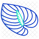 Anthurium  Icon