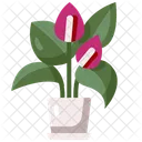 Anthurium  Icon