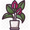 Anthurium  Icon