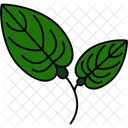 Anthurium  Icon