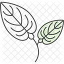 Anthurium Flower Natural Icon