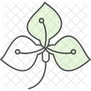 Anthurium Flower Natural Icon